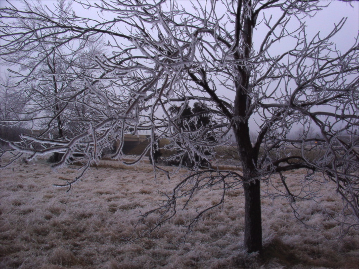 iced-branches