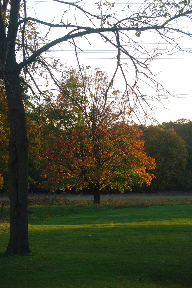 autumn-maple