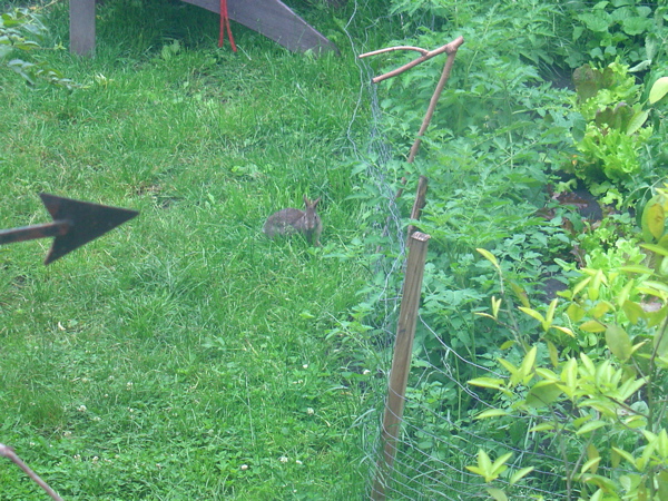 wild-rabbit-in-our-garden