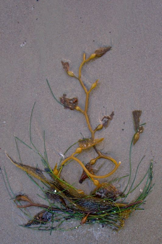 formal kelp arrangement