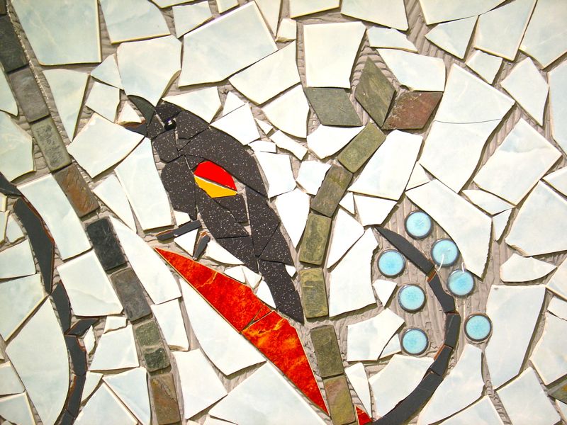 red winged blackbird detail