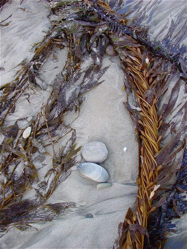 washed up kelp "rope"